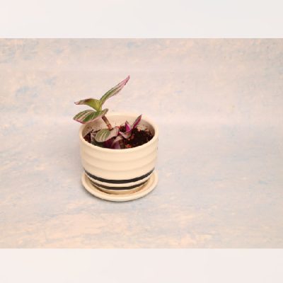 نبات ترادكسانتيا Tradescantia