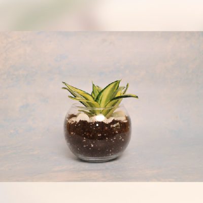 نبات جلد النمر Sansevieria (2)