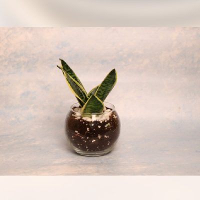 نبات جلد النمر Sansevieria