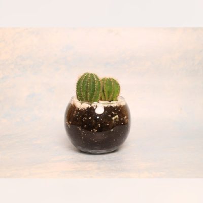 نبات صبار cactaceae